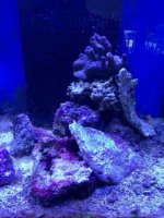 ImageUploadedByReefs1379972967.253804.jpg