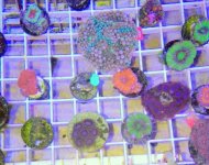 zoas1.JPG