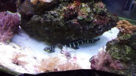 Engineer Goby.jpg