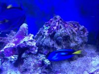 ImageUploadedByReefs1379972976.720326.jpg