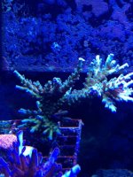 ImageUploadedByReefs1379975281.648204.jpg