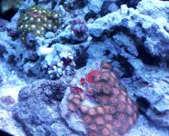 Watemellow zoas.jpg