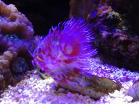 ImageUploadedByReefs1376174584.665789.jpg