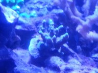 sps1.jpg