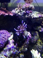 ImageUploadedByReefs1368227585.203130.jpg