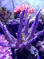 ImageUploadedByReefs1368227607.850657.jpg