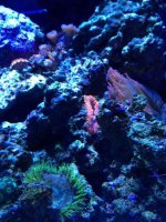 ImageUploadedByReefs1371950800.616429.jpg ImageUploadedByReefs1371950800.616429.jpg