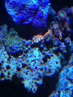 ImageUploadedByReefs1371950821.294463.jpg ImageUploadedByReefs1371950821.294463.jpg
