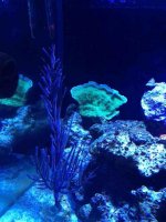 ImageUploadedByReefs1371950834.931205.jpg ImageUploadedByReefs1371950834.931205.jpg