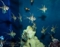 IMG_6685.jpg