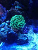 ImageUploadedByReefs1371950847.465453.jpg ImageUploadedByReefs1371950847.465453.jpg