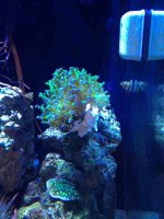 ImageUploadedByReefs1371950859.239886.jpg ImageUploadedByReefs1371950859.239886.jpg