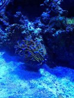 ImageUploadedByReefs1371950873.420771.jpg ImageUploadedByReefs1371950873.420771.jpg