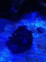 ImageUploadedByReefs1371950887.835262.jpg ImageUploadedByReefs1371950887.835262.jpg