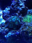 ImageUploadedByReefs1371950904.320976.jpg ImageUploadedByReefs1371950904.320976.jpg