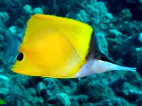 commonlongnosebutterflyfish5.jpg