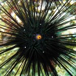 seaurchin.jpg