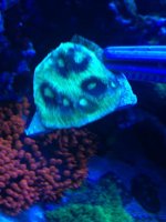 ImageUploadedByReefs1368282020.019281.jpg ImageUploadedByReefs1368282020.019281.jpg