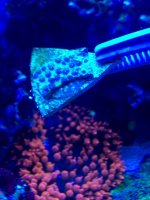 ImageUploadedByReefs1368282050.886140.jpg ImageUploadedByReefs1368282050.886140.jpg