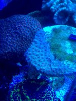 ImageUploadedByReefs1368282069.952568.jpg ImageUploadedByReefs1368282069.952568.jpg