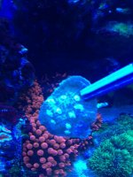ImageUploadedByReefs1368282084.735919.jpg
