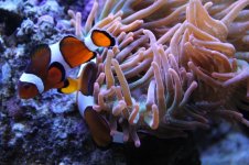 nemo2.jpg