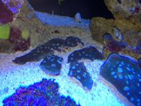ImageUploadedByReefs1368282137.704575.jpg ImageUploadedByReefs1368282137.704575.jpg