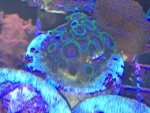 ImageUploadedByReefs1368282157.685807.jpg ImageUploadedByReefs1368282157.685807.jpg