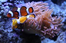 nemo1.jpg