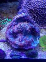 ImageUploadedByReefs1376248711.639797.jpg