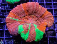 IMG_6611.jpg