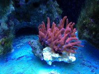ImageUploadedByReefs1372013571.035491.jpg