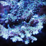 ImageUploadedByReefs1380138961.883972.jpg