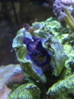 ImageUploadedByReefs1368307809.816932.jpg
