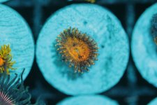 Super bright paly.JPG