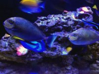 fish.jpg