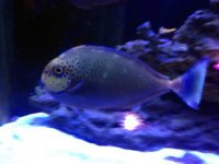 fish2.jpg