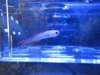 Fire Fish.JPG