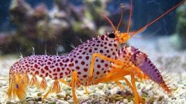 ImageUploadedByReefs1372032280.641377.jpg