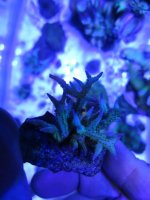 ImageUploadedByReefs1368326947.185556.jpg