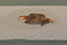 Jan_25_hitchhiker_0004-2.jpg