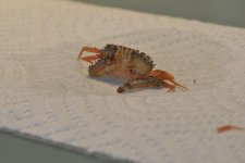 Jan_25_hitchhiker_0003-2.jpg