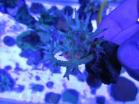 ImageUploadedByReefs1368326974.523477.jpg