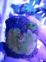 ImageUploadedByReefs1368326997.950746.jpg