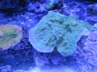 ImageUploadedByReefs1368327015.660772.jpg