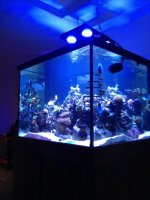 ImageUploadedByReefs1376361318.116331.jpg