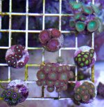IMG_9240.jpg