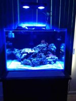 ImageUploadedByReefs1372086813.659592.jpg