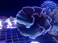 ImageUploadedByReefs1372090704.738726.jpg