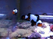 ImageUploadedByReefs1376401340.203292.jpg